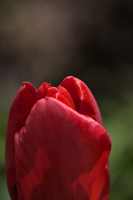 la tulipes 2026.030 dt