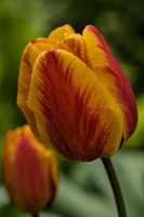 la tulipes 2026.031 dt