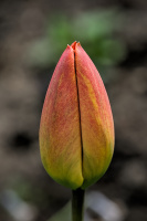 la tulipes 2026.032 dt