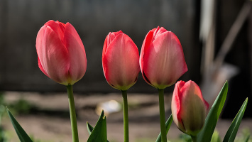 la tulipes 2026.033 dt