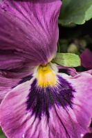 viola 2026.18 dt