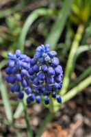 muscari 2026.06 dt