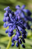 muscari 2026.08 dt