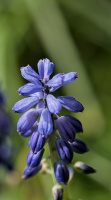 muscari 2026.09 dt