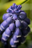 muscari 2026.10 dt