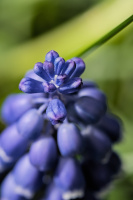 muscari 2026.11 dt