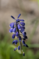 muscari 2026.12 dt