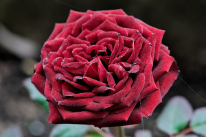 rosa centifolia 2026.01 dt