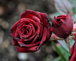 rosa centifolia 2026.02 dt
