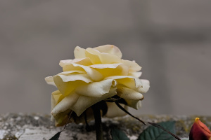 rosa centifolia 2026.03 dt