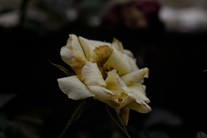 rosa centifolia 2026.04 dt