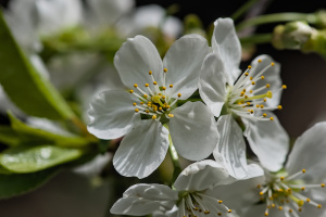 blossom.macro.2026.17 dt