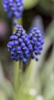 muscari 2026.13 dt