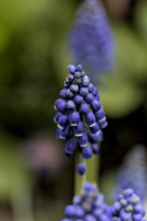 muscari 2026.14 dt