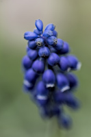 muscari 2026.15 dt