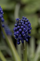 muscari 2026.16 dt