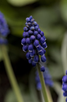 muscari 2026.17 dt