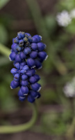 muscari 2026.18 dt
