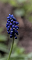 muscari 2026.19 dt
