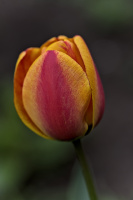 la tulipes 2026.034 dt