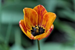 la tulipes 2026.035 dt