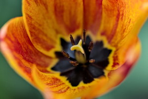 la tulipes 2026.036 dt