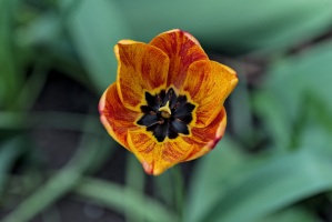 la tulipes 2026.037 dt