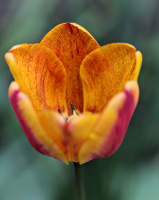 la tulipes 2026.038 dt