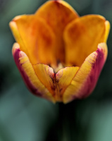 la tulipes 2026.039 dt