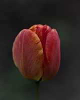 la tulipes 2026.040 dt