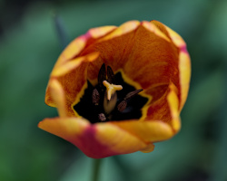 la tulipes 2026.041 dt