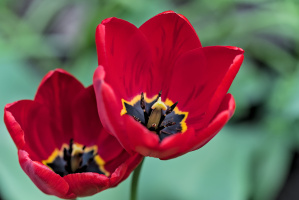 la tulipes 2026.042 dt