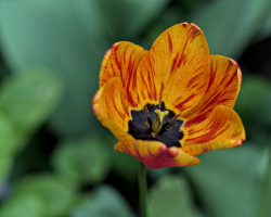 la tulipes 2026.043 dt