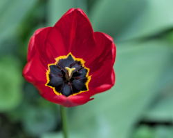la tulipes 2026.044 dt
