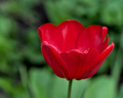 la tulipes 2026.045 dt