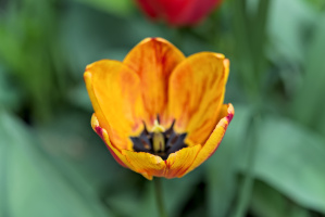 la tulipes 2026.046 dt