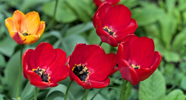 la tulipes 2026.047 dt