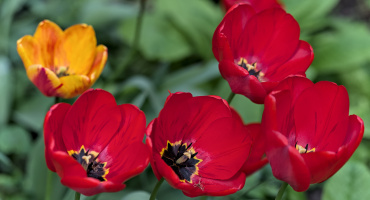 la tulipes 2026.048 dt