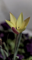 la tulipes 2026.050 dt