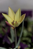 la tulipes 2026.051 dt