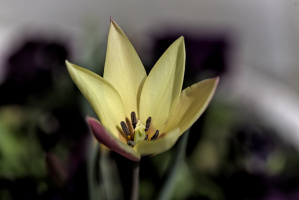 la tulipes 2026.052 dt