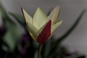 la tulipes 2026.053 dt