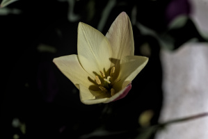 la tulipes 2026.054 dt
