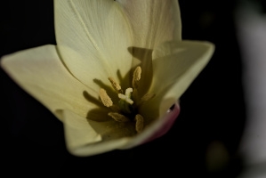 la tulipes 2026.055 dt