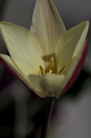 la tulipes 2026.056 dt