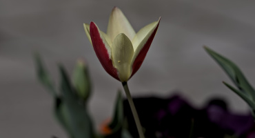 la tulipes 2026.057 dt