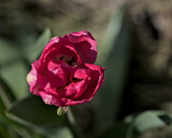 la tulipes 2026.058 dt