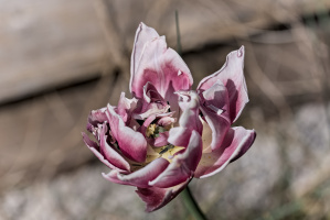 la tulipes 2026.059 dt