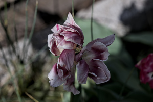 la tulipes 2026.060 dt