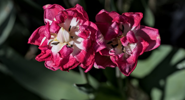 la tulipes 2026.061 dt
